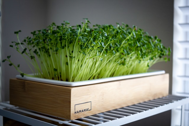 miccrogreens che nascono sul balcone di casa