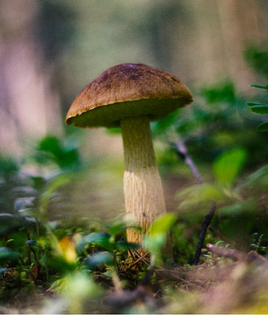 fungo nel bosco